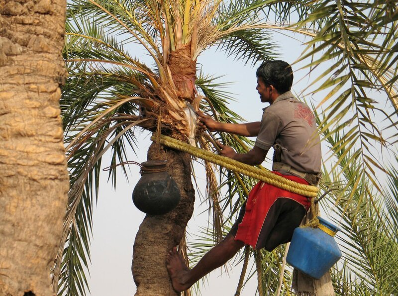 In schwindelnder Höhe zapft ein Warli Palmensaft. – Bild: ZDF und HR/Peter Weinert. In schwindelnder Höhe zapft ein Warli Palmensaft. – Bild: ZDF und HR/Peter Weinert.