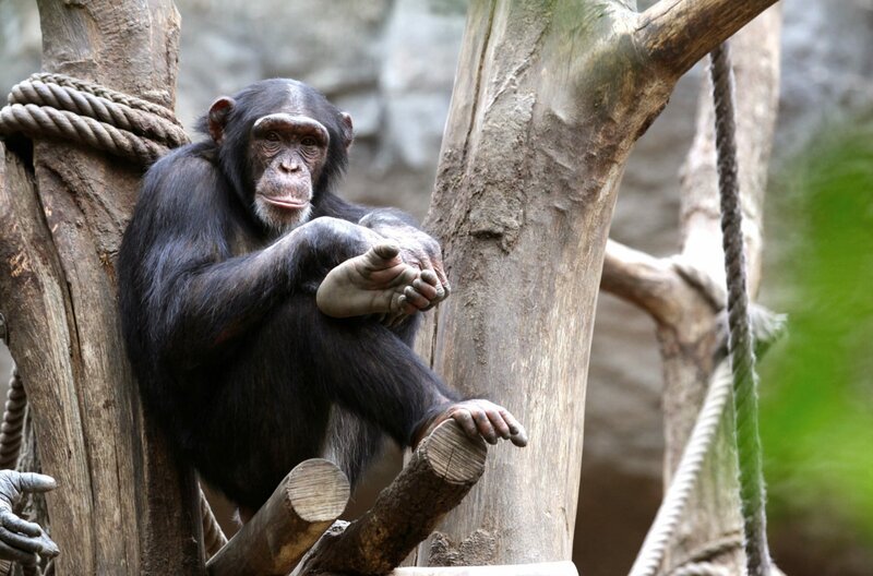 ZuEin Schimpanse im „Pongoland“, Zoo Leipzig: Gibt diese Affenart wirklich ihr Wissen und ihre Fähigkeiten an Gruppenmitglieder und Nachkommen weiter? – Bild: MDR /​ © Hofericher & Jacobs /​ © Hofericher & Jacobs