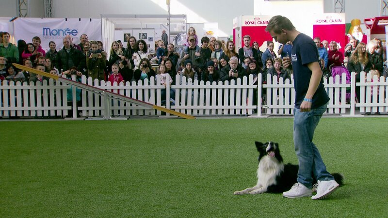 Haustiermesse, ?Marko und Falko? beim Dogdancing. – Bild: ORF/Bernhard Höfer Haustiermesse, ?Marko und Falko? beim Dogdancing. – Bild: ORF/Bernhard Höfer