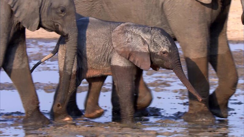 Ein wenige Tage altes Elefantenbaby macht seine ersten Erfahrungen mit Wasser. – Bild: Bibel TV Ein wenige Tage altes Elefantenbaby macht seine ersten Erfahrungen mit Wasser. – Bild: Bibel TV