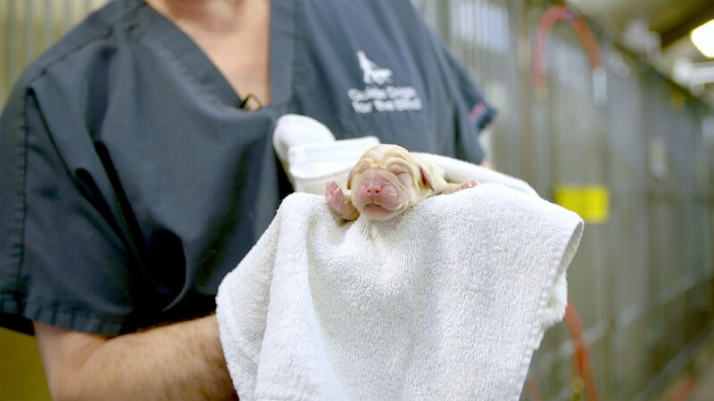 Vom Welpen zum Blindenhund – Bild: TVNOW/​ (c) Pick of the Litter Movie, LLC