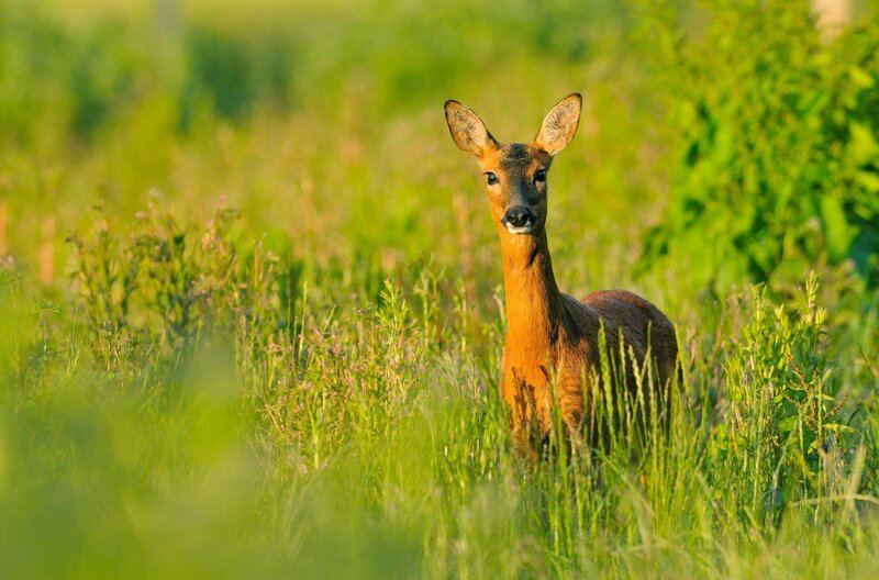 Die Whisky-Brennereien werden nicht selten von tierischen Bewohnern besucht. So zeigt sich dieses Reh scheinbar unbeeindruckt von den merkwürdigen Vorgängen. – Bild: Fergus Gill/2020 Vision / © Fergus Gill/2020 Vision Die Whisky-Brennereien werden nicht selten von tierischen Bewohnern besucht. So zeigt sich dieses Reh scheinbar unbeeindruckt von den merkwürdigen Vorgängen. – Bild: Fergus Gill/2020 Vision / © Fergus Gill/2020 Vision