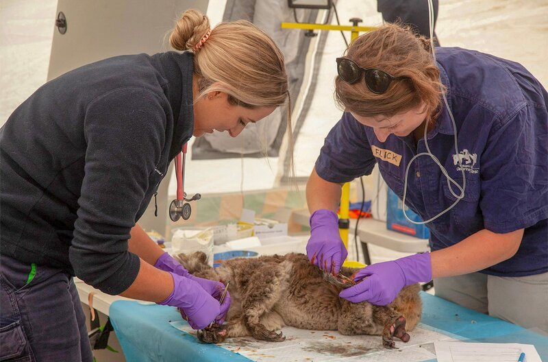 Tierpfleger versorgen einen verletzten Koala. – Bild: ZDF / © WildBear Entertainment/Anja Taylor Tierpfleger versorgen einen verletzten Koala. – Bild: ZDF / © WildBear Entertainment/Anja Taylor