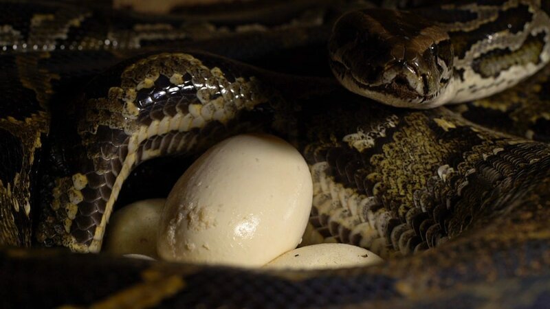 South Africa – Close up of a southern African rock python (Python natalensis) coiled around her eggs. (Earth Touch LTD) /​ Pyton skalny – Bild: ntv