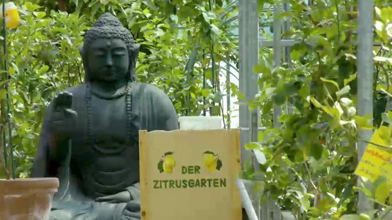 Zitronengarten in Kärnten. – Bild: 3sat