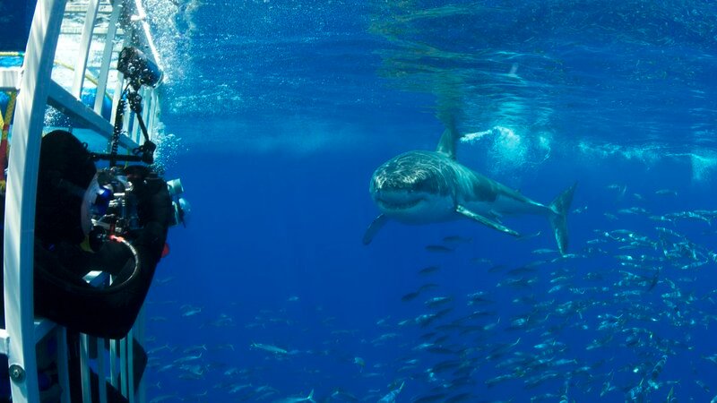 A great white shark swims close to divers in a cage. – Bild: Mauricio Handler /​ Getty Images /​ National Geographic /​ This content is subject to copyright.