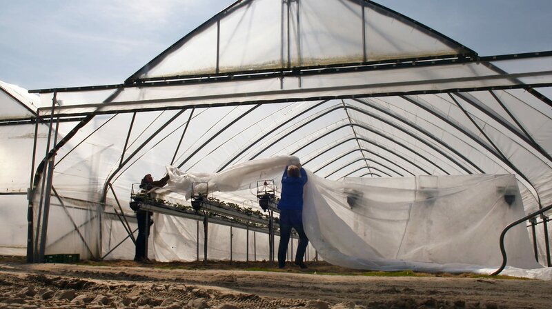 Unsere Erdbeeren – Bild: BR/​NDR