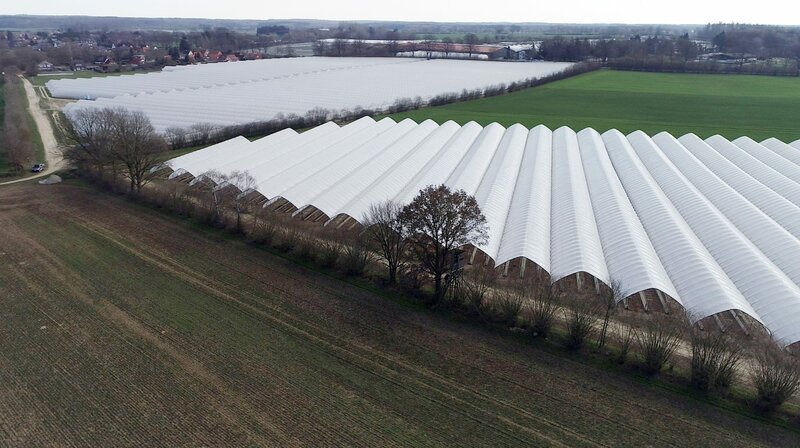 In den großen Anbaugebieten im Norden wie hier in Schleswig-Holstein dominieren Folientunnel das Landschaftsbild. – Bild: BR/​NDR