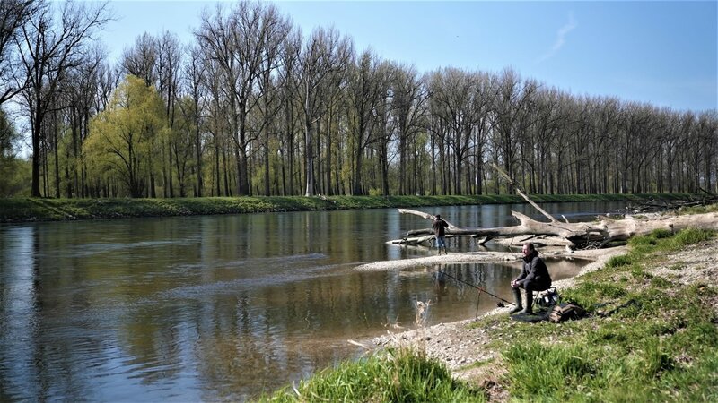 Die Isar ist einer der letzten Wildflüsse Europas. Im Mündungsgebiet breitet sie sich aus, wird langsamer, bis sie bei Deggendorf in die Donau fließt. – Bild: ZDF und Thorsten Eifler.