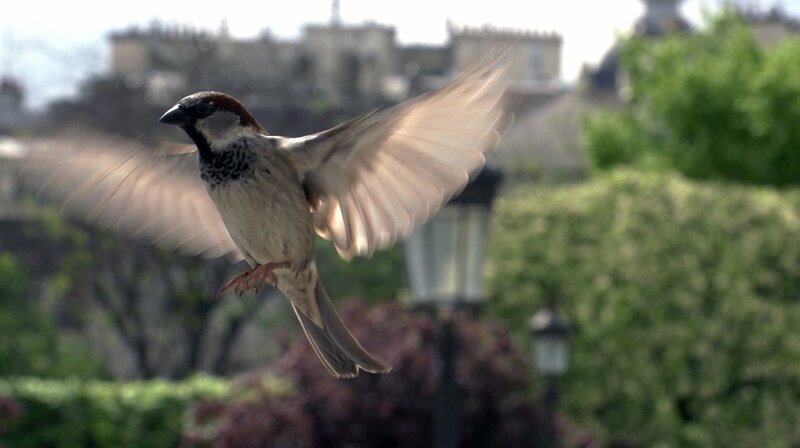 Planet der Spatzen – Bild: WDR/​Kurt Mayer Film