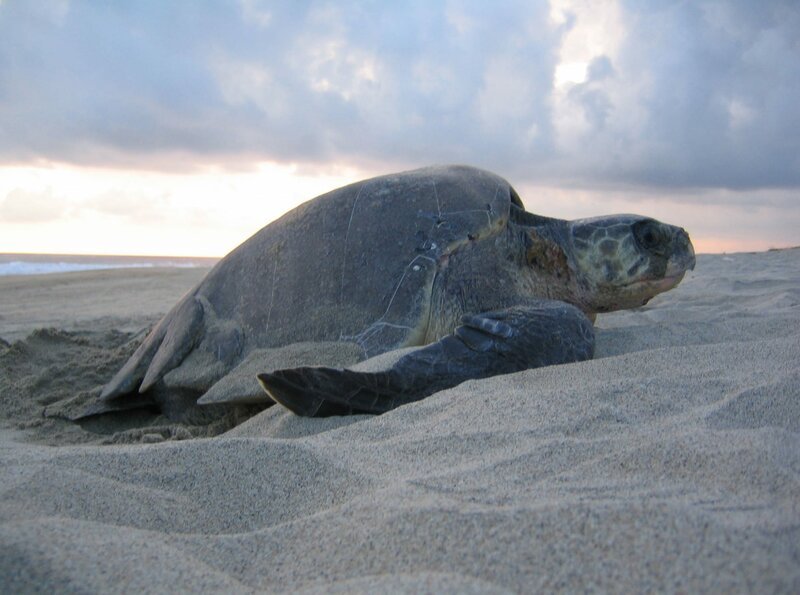 An den Stränden um Mazunte ereignet sich jedes Jahr ein großes Naturspektakel. Tausende von Meeresschildkröten kommen für kurze Zeit aus dem Pazifik an die Strände, um dort ihre Eier zu legen. Während der so genannten „Arribada“, der Ankunft, kriechen bis zu 30.000 Schildkröten an den Strand, wobei jedes Tier ca. 100 Eier legt. Die kleinen Schildkrötenbabys schlüpfen 50 bis 60 Tage später ganz allein. Doch die großen Meerestiere haben viele Feinde. Unter anderem die Menschen. Marcelino, der Tierarzt von Mazunte, kämpft dafür, dass die Strände abgesperrt und von Soldaten bewacht werden. – Bild: phoenix/​rbb