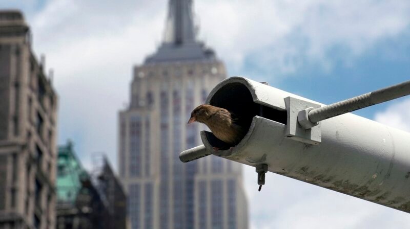 Spatzenweibchen im Nest vor Empire State Building, New York. – Bild: SWR/WDR/Kurt Mayer Film Spatzenweibchen im Nest vor Empire State Building, New York. – Bild: SWR/WDR/Kurt Mayer Film