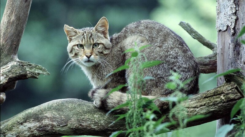 Im Harz hat die scheue Wildkatze eines ihrer letzten Vorkommen in Niedersachsen. Sie lebt vor allem in den Buchenwäldern der tieferen Regionen des Harzes. – Bild: RTL / NDR Naturfilm / Uwe Anders Die Verwendung des Materials von RTL Deutschland ist nur zur redaktionellen Berichterstattung im Zusammenhang mit der Sendung unter Angabe der Credits/Quellenangabe un Im Harz hat die scheue Wildkatze eines ihrer letzten Vorkommen in Niedersachsen. Sie lebt vor allem in den Buchenwäldern der tieferen Regionen des Harzes. – Bild: RTL / NDR Naturfilm / Uwe Anders Die Verwendung des Materials von RTL Deutschland ist nur zur redaktionellen Berichterstattung im Zusammenhang mit der Sendung unter Angabe der Credits/Quellenangabe un