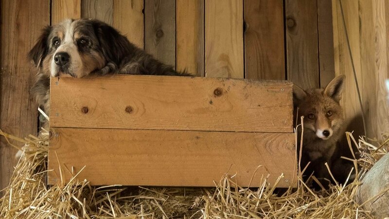 Die Tierflüsterin – Bild: TVNOW /​ MFP