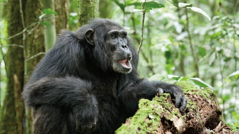 Schimpansen – Bild: Geo Television /​ Disneynature