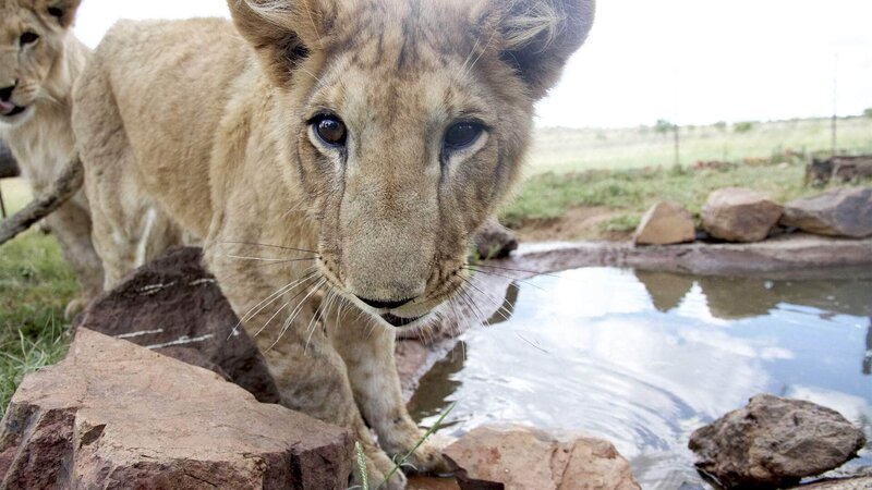 Viele neue Eindrücke erwarten die kleinen Löwen nach ihrer Ankunft in Südafrika. Die Verwendung des sendungsbezogenen Materials ist nur mit dem Hinweis und Verlinkung auf TVNOW gestattet. – Bild: RTL/ © Terra Mater Viele neue Eindrücke erwarten die kleinen Löwen nach ihrer Ankunft in Südafrika. Die Verwendung des sendungsbezogenen Materials ist nur mit dem Hinweis und Verlinkung auf TVNOW gestattet. – Bild: RTL/ © Terra Mater
