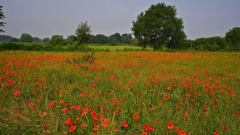 Leuchtende Mohnblumen und wilde Kräuter können sich nur dort ausbreiten, wo keine Spritzmittel eingesetzt werden. – Bild: Geo Television / NDR Naturfilms / Günter Goldmann Leuchtende Mohnblumen und wilde Kräuter können sich nur dort ausbreiten, wo keine Spritzmittel eingesetzt werden. – Bild: Geo Television / NDR Naturfilms / Günter Goldmann