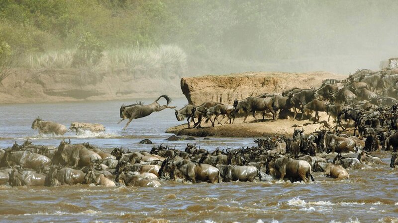 Tumultartige Szenen spielen sich an den Ufern des Mara ab, wenn große Herden sich zum Durchqueren des Flusses versammeln. Der Hunger treibt sie voran: Ohne die Gebiete am Mara Fluss müssten etwa 30 % der Gnus (Connochaetes) verhungern. – Bild: Geo Television /​ Doclights GmbH /​ NDR Naturfilm