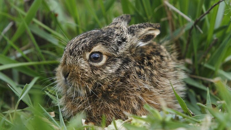 Kleine Helden - Hamster und Hasen – Bild: Geo Television /​ NDR Naturfilms /​ Günter Goldmann