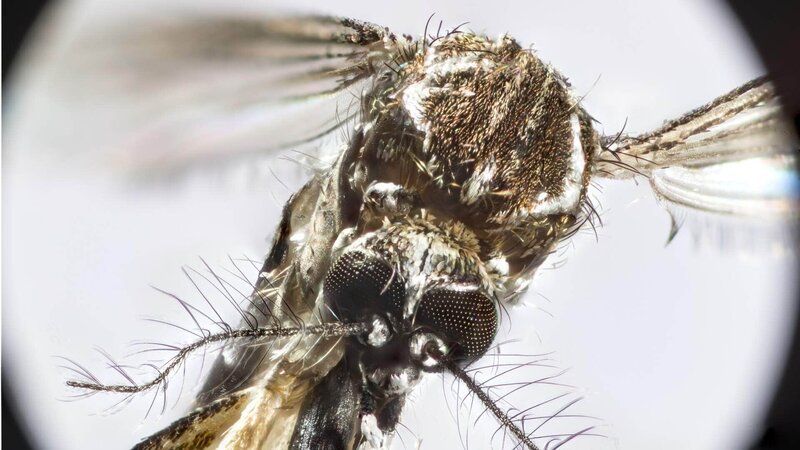 Sie sind winzig klein und übertragen tödliche Krankheitserreger im großen Stil: Moskitos. – Bild: RTL / © Discovery Channel Die Verwendung des Materials von RTL Deutschland ist nur zur redaktionellen Berichterstattung im Zusammenhang mit der Sendung unter Angabe der Credits/Quellenangabe und Beach Sie sind winzig klein und übertragen tödliche Krankheitserreger im großen Stil: Moskitos. – Bild: RTL / © Discovery Channel Die Verwendung des Materials von RTL Deutschland ist nur zur redaktionellen Berichterstattung im Zusammenhang mit der Sendung unter Angabe der Credits/Quellenangabe und Beach