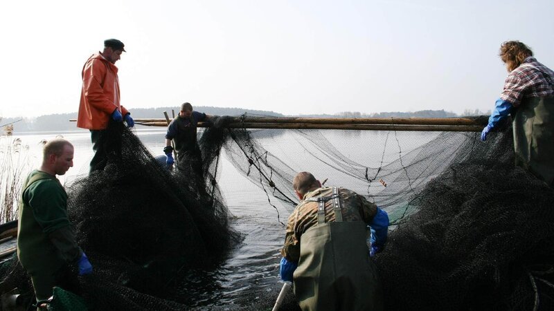 Aufwändig: Die Zugnetzfischerei auf der Havel ist mühsam – immer mehrere Männer müssen mit anpacken. – Bild: TVNOW / © Christoph Hauschild / NDR Naturfilm Aufwändig: Die Zugnetzfischerei auf der Havel ist mühsam – immer mehrere Männer müssen mit anpacken. – Bild: TVNOW / © Christoph Hauschild / NDR Naturfilm