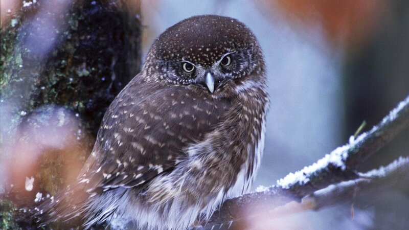 Der Harz – Bild: RTL /​ NDR Naturfilm /​ Uwe Anders Die Verwendung des Materials von RTL Deutschland ist nur zur redaktionellen Berichterstattung im Zusammenhang mit der Sendung unter Angabe der Credits/​Quellenangabe un