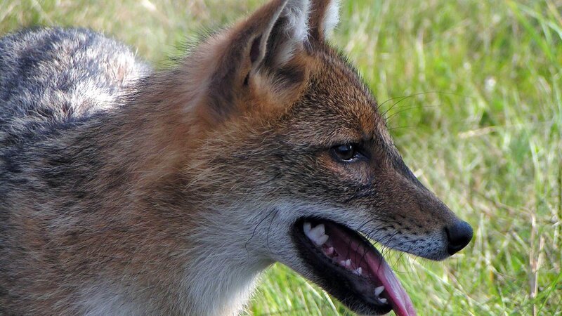 Der Schakal ist größer als ein Fuchs, aber immer noch kleiner als der Wolf. – Bild: Geo Television /​ Doclights