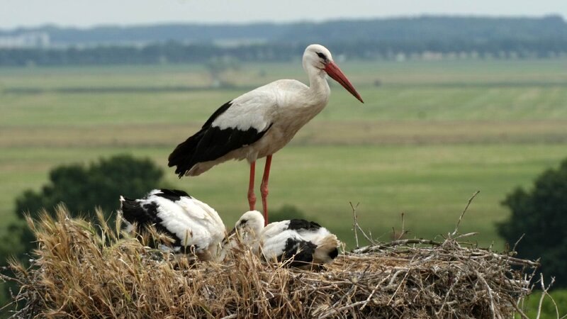 Das Havelland – Bild: TVNOW /​ © Christoph Hauschild /​ NDR Naturfilm