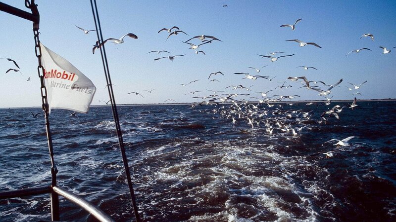 Die Küstenseeschwalbe ist eine der typischen Vogelarten des Wattenmeeres, tauchend erbeutet sie kleine Fische und Krebse. – Bild: RTL / © Sven Baumung Die Verwendung des Materials von RTL Deutschland ist nur zur redaktionellen Berichterstattung im Zusammenhang mit der Sendung unter Angabe der Credits/Quellenangabe und Beachtung Die Küstenseeschwalbe ist eine der typischen Vogelarten des Wattenmeeres, tauchend erbeutet sie kleine Fische und Krebse. – Bild: RTL / © Sven Baumung Die Verwendung des Materials von RTL Deutschland ist nur zur redaktionellen Berichterstattung im Zusammenhang mit der Sendung unter Angabe der Credits/Quellenangabe und Beachtung