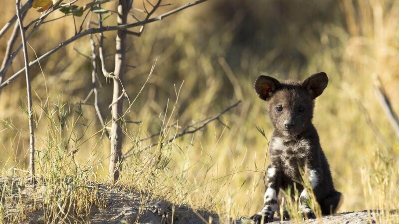 Okavango - Quelle des Lebens – Bild: TVNOW/​ Natural History Film Unit Botswana