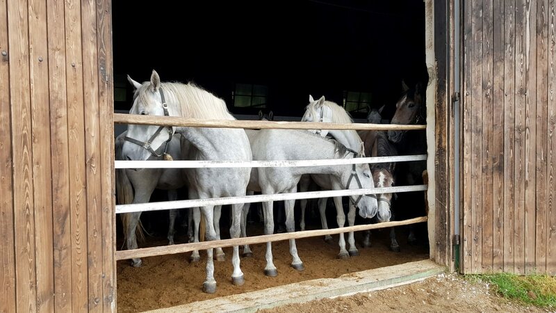 Arbeit auf der Alm in den steirischen Alpen – Bild: ORF/​Visualize