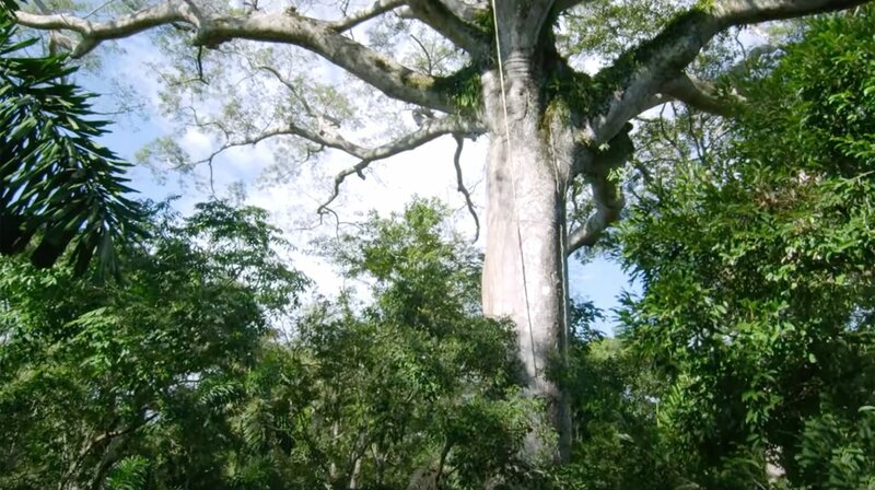 Das Geheimnis der Bäume – Bild: phoenix/​Bonne Pioche Cinéma/​BR/​Weltkino/​Tristan Jeanne-Valès