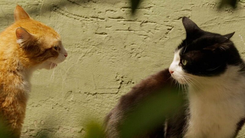 Kedi - Von Katzen und Menschen – Bild: Geo Television /​ © 2016 Nine Cats LLC Die Verwendung des Materials von RTL Deutschland ist nur zur redaktionellen Berichterstattung im Zusammenhang mit der Sendung unter Angabe der Credits/​Quellenanga