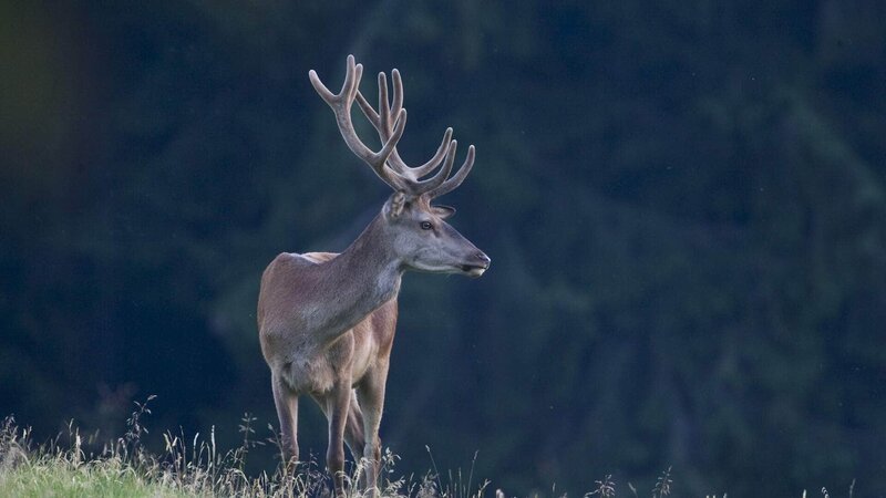 Im Sommer, wenn das Geweih bei männlichen Rothirschen noch wächst, ist es von einer zarten und stark durchbluteten Haut, dem Bast, umgeben. – Bild: Geo Television /​ NDR Naturfilm