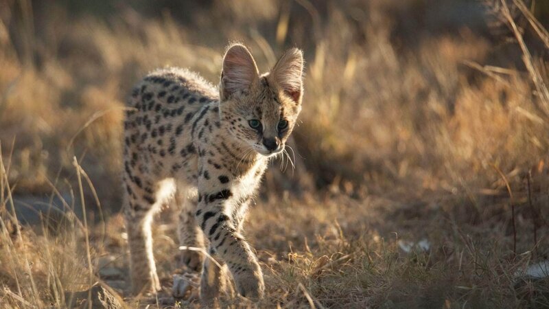 Schlangen - Besser als ihr Ruf – Bild: TVNOW/​ © Michael Riegler /​ Doclights GmbH