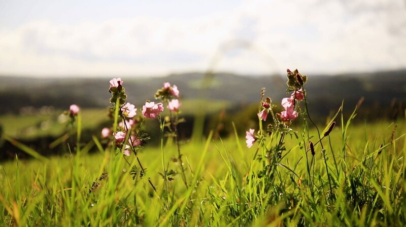 Vielen Vegetariern und Veganern geht es um den achtsamen Umgang mit unserem Planeten. – Bild: BR, SWR / BR/SWR Vielen Vegetariern und Veganern geht es um den achtsamen Umgang mit unserem Planeten. – Bild: BR, SWR / BR/SWR