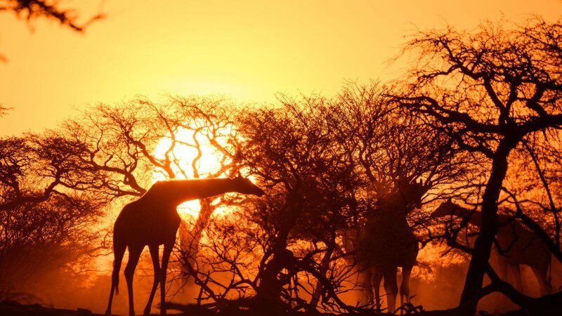 Giraffen gehören zu den Charaktertieren Namibias. Dass die Langhälse zu den bedrohten Tierarten gehören, ist wenig bekannt. – Bild: ZDF und Fabian Mühlberger./Fabian Mühlberger Giraffen gehören zu den Charaktertieren Namibias. Dass die Langhälse zu den bedrohten Tierarten gehören, ist wenig bekannt. – Bild: ZDF und Fabian Mühlberger./Fabian Mühlberger