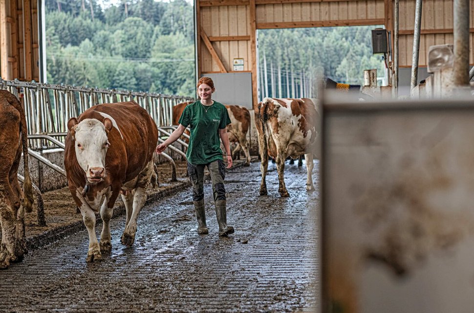 Chiara, Betriebshelferin des Maschinenrings Tettnang, bei der Stallarbeit. – Bild: SWR/Timo Jaworr Chiara, Betriebshelferin des Maschinenrings Tettnang, bei der Stallarbeit. – Bild: SWR/Timo Jaworr