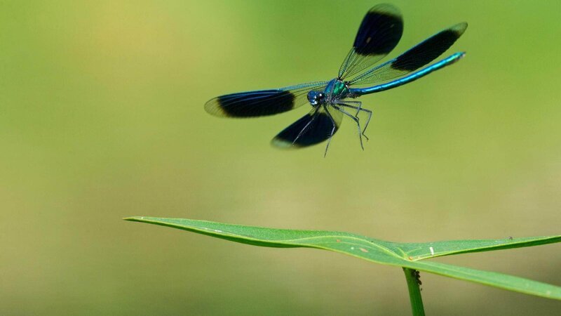 Mit dem Muster seiner Flügel beeindruckt das Männchen der Gebänderten Prachtlibelle (Calopteryx splendens) beim Hochzeitstanz. – Bild: Geo Television /​ © Willi Rolfes