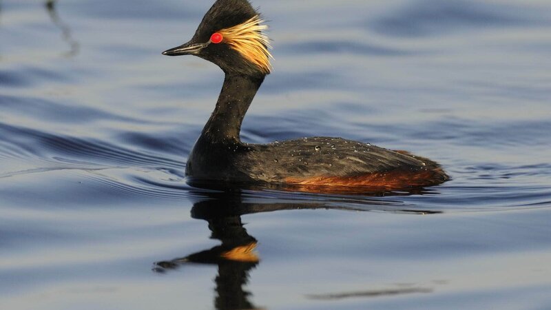 Feuerauge nennen die Engländer diesen kleinen Lappentaucher. Der Schwarzhalstaucher brütet in den naturbelassenen Mooren des Oldenburger Landes. – Bild: Geo Television / © Willi Rolfes Feuerauge nennen die Engländer diesen kleinen Lappentaucher. Der Schwarzhalstaucher brütet in den naturbelassenen Mooren des Oldenburger Landes. – Bild: Geo Television / © Willi Rolfes