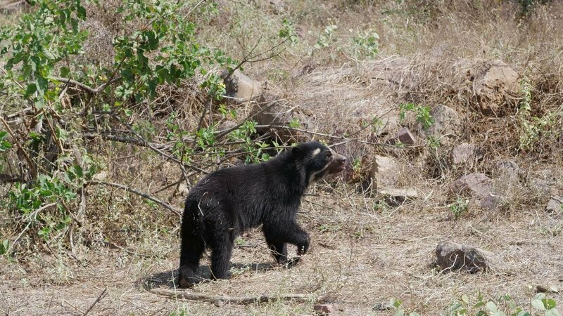 Das Reich der Brillenbären – Bild: RTL /​ © BLUE ANT MEDIA SOLUTIONS INC
