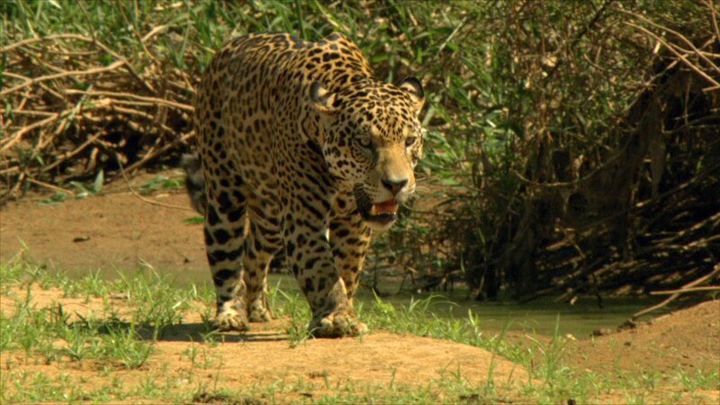 Jaguare sind kräftige und gerissene Jäger. Sie können selbst gefürchteten Raubtieren wie Kaimanen gefährlich werden. – Bild: Geo Television / © Doclights GmbH / NDR Naturfilm Jaguare sind kräftige und gerissene Jäger. Sie können selbst gefürchteten Raubtieren wie Kaimanen gefährlich werden. – Bild: Geo Television / © Doclights GmbH / NDR Naturfilm