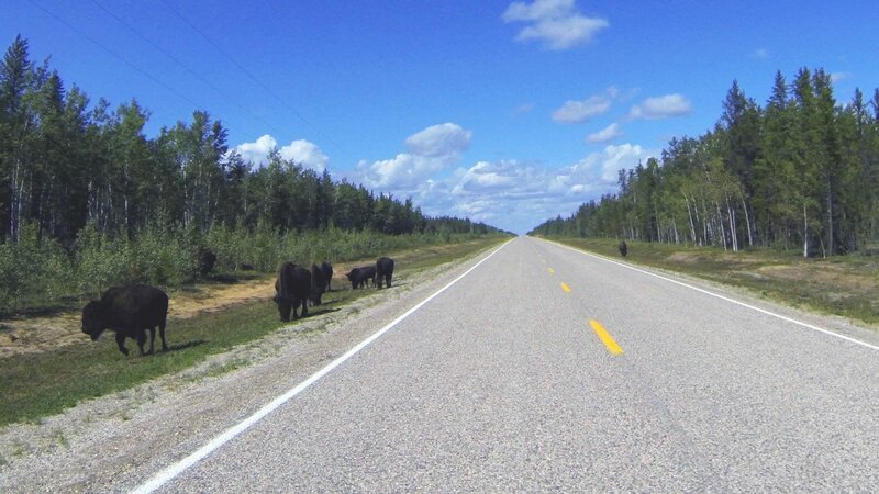 Highway mit Bisons. – Bild: ZDF und SR