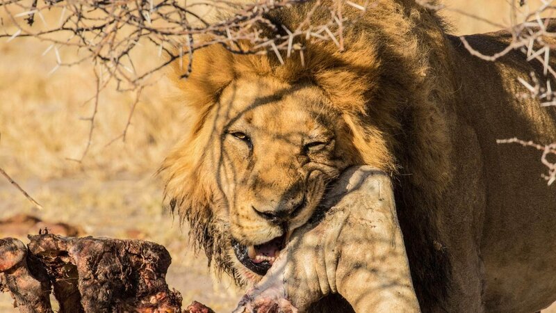 Während der Regenzeit im Nxai-Pan-Nationalpark erstrecken sich üppige Ebenen bis zum Horizont und die Natur gleicht einem Paradies. Doch im Sommer hält die glühende Hitze Einzug und hinterlässt nichts als Trockenheit. – Bild: RTL /​ Earth Touch Die Verwendung des Materials von RTL Deutschland ist nur zur redaktionellen Berichterstattung im Zusammenhang mit der Sendung unter Angabe der Credits/​Quellenangabe und Beachtung der