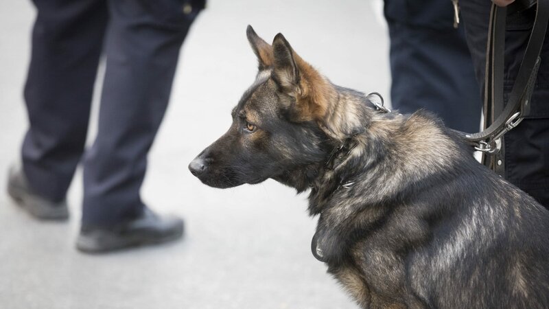 Die gefühlte Sicherheit in Deutschland nimmt ab, daher gehen immer mehr Bürger auf Patrouille – ein Phänomen zwischen Hilfe, Bluff und Terror. – Bild: ZDF und Glynnis Jones./​Glynnis Jones