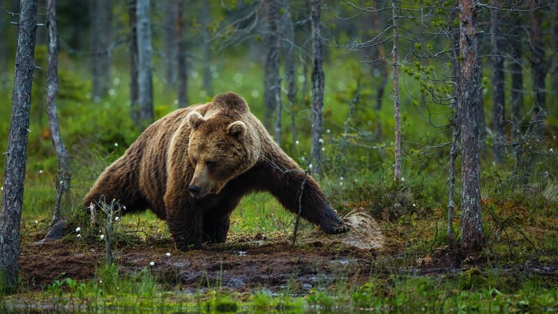 Bear hunting in forest, Finland – Bild: Will McGugan /​ Getty Images /​ This content is subject to copyright.