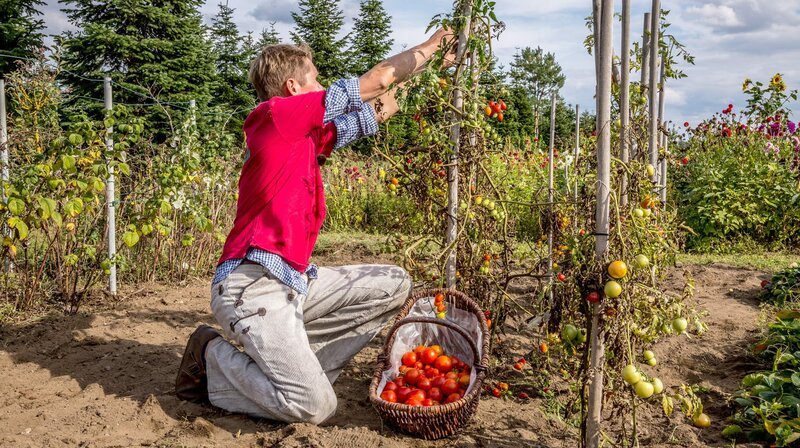 Rasch durch den Garten S01E03 Tomaten fernsehserien.de