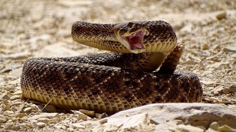 Klapperschlangen - Geheimnisvolle Killer – Bild: TVNOW /​ Earth Touch