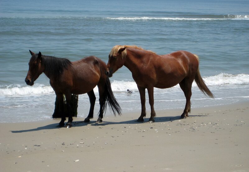 Wildpferde auf den Outer Banks Inseln, North Carolina – Bild: ZDF und NDR/Scherer. Wildpferde auf den Outer Banks Inseln, North Carolina – Bild: ZDF und NDR/Scherer.
