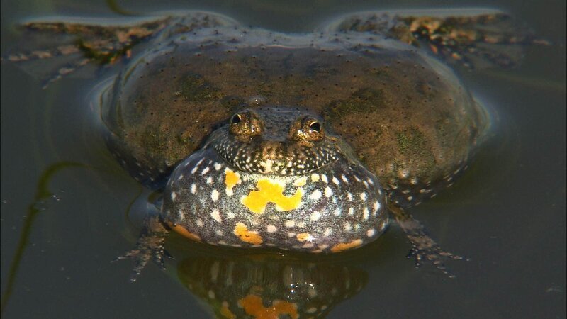 Rotbauchunken tragen ihre Warntracht auf der Unterseite. Bei Gefahr drehen sie sich und präsentieren ihrem Feind den orangeroten Bauch. – Bild: RTL / © Hans Peter Kuttler / Doclights GmbH Die Verwendung des Materials von RTL Deutschland ist nur zur redaktionellen Berichterstattung im Zusammenhang mit der Sendung unter Angabe der Credits/Quell Rotbauchunken tragen ihre Warntracht auf der Unterseite. Bei Gefahr drehen sie sich und präsentieren ihrem Feind den orangeroten Bauch. – Bild: RTL / © Hans Peter Kuttler / Doclights GmbH Die Verwendung des Materials von RTL Deutschland ist nur zur redaktionellen Berichterstattung im Zusammenhang mit der Sendung unter Angabe der Credits/Quell